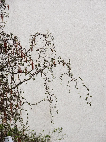 Common Hazel Corylus Avellana Form Contorta Flowering — Stock Photo, Image