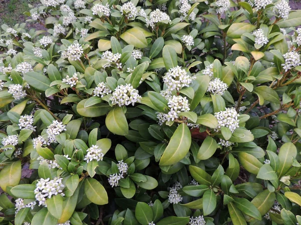 Canneberge Odorante Daphne Odora Pendant Floraison — Photo