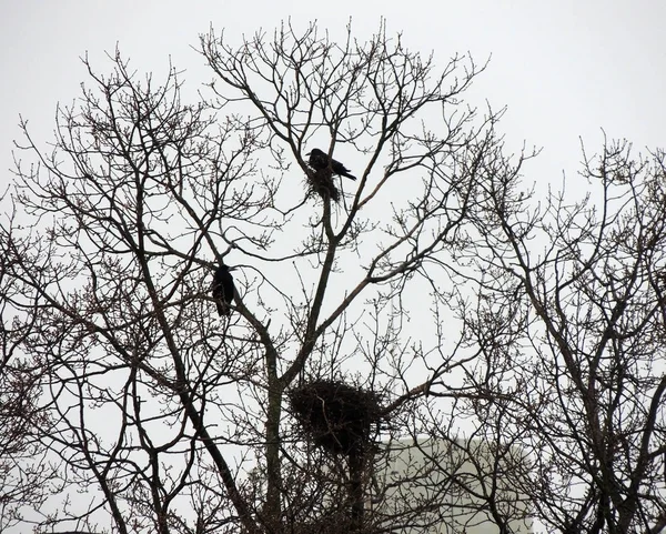 Colonia Rooks Corvus Frugilegus Nidos Torre Aves Árbol —  Fotos de Stock