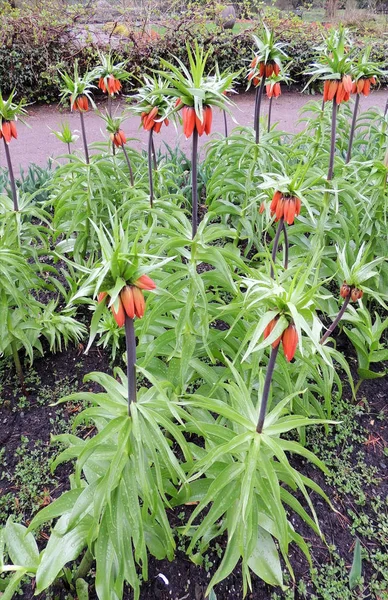 Mparatorluk Ela Orman Tavuğu Fritillaria Imperialis — Stok fotoğraf