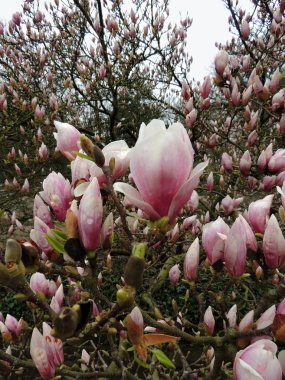 Lale-Magnolia, Manolya x soulangeana Lennei