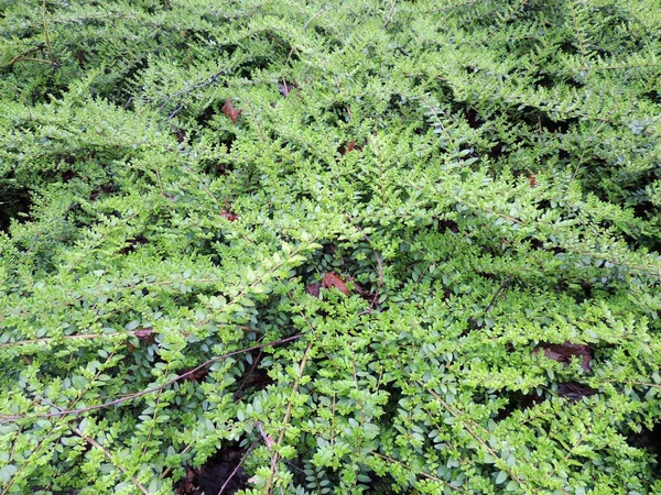 Cotoneaster Горизонтальні Молоді Кущі Котлета Cotoneaster Horizontalis — стокове фото