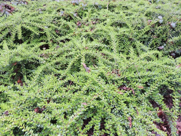 Cotoneaster Horizontal Junge Cotyler Büsche Cotoneaster Horizontalis — Stockfoto