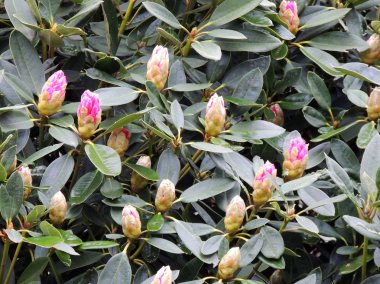 Çiçekli soluk pembe ormangülü. Bahar, Nisan