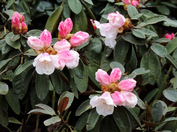 Floración Rododendro Rosa Pálido Primavera Abril — Foto de Stock