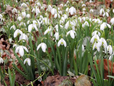 Galantus veya bahar parkında kardelen