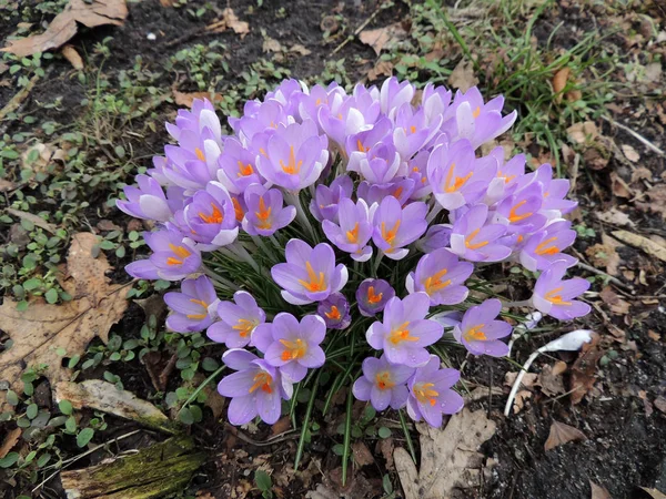 Crocus Púrpura Floreciente Principios Primavera — Foto de Stock