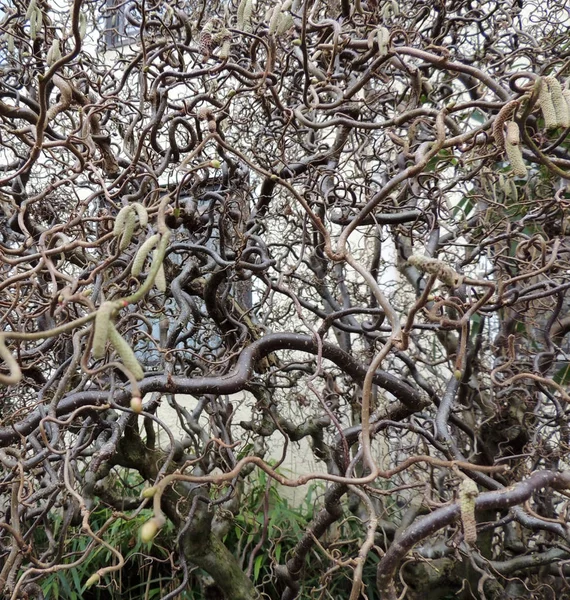 Ortak Hazel Corylus Avellana Formu Contorta Çiçeklenme Sırasında — Stok fotoğraf