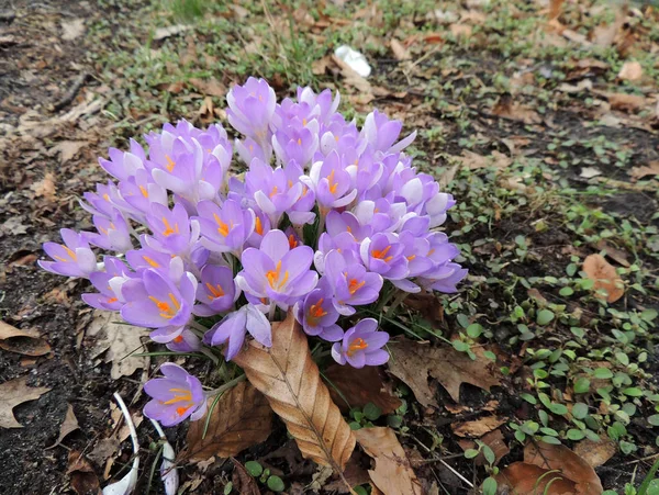 Erken Baharda Çiçeklenme Mor Crocus — Stok fotoğraf