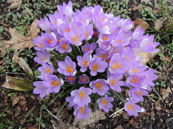 Crocus Púrpura Floreciente Principios Primavera — Foto de Stock