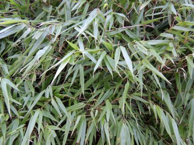 Bambu, Bambusa gür çalılıkları