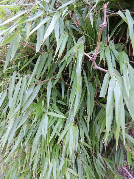 Moitas Exuberantes Bambu Bambusa — Fotografia de Stock