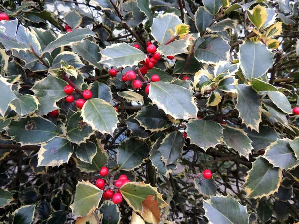 Noruega Azevinho Ilex Aquifolium Com Bagas Vermelhas — Fotografia de Stock