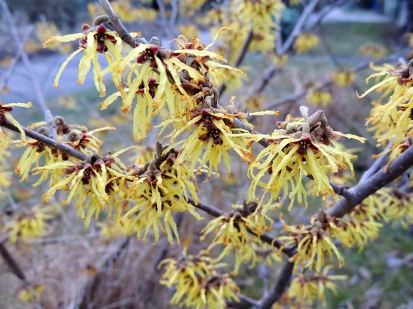 Hamamelis Spring Hamamelis Vernalis Durante Floração — Fotografia de Stock