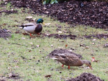 Mallard erkek ve kadın, Anas platyrhynchos, erken baharda