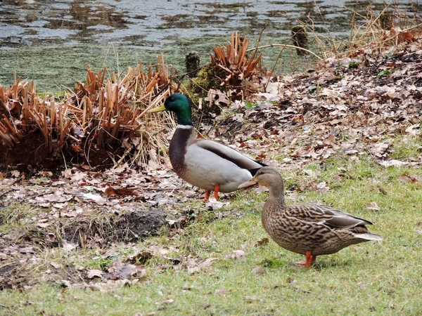 Mallard Erkek Kadın Anas Platyrhynchos Erken Baharda — Stok fotoğraf