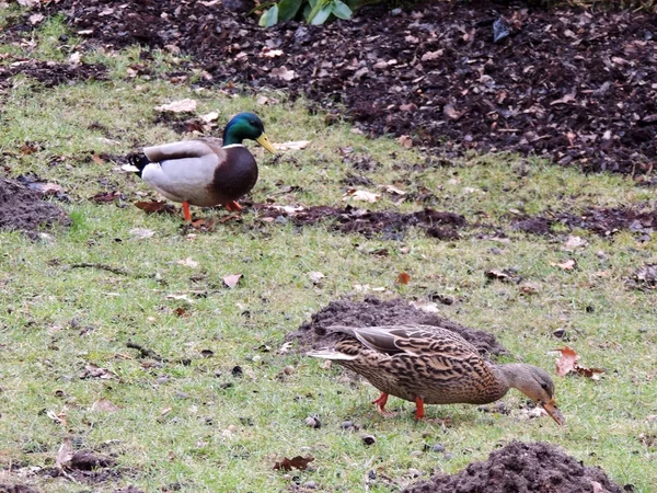 Mallard Male Female Anas Platyrhynchos Early Spring — Stock Photo, Image