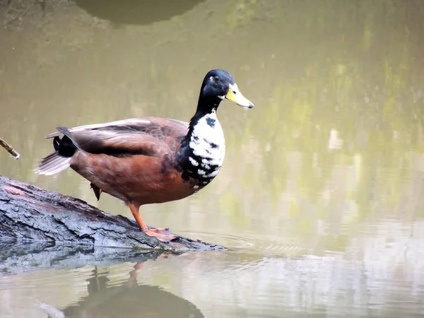 Mallard Male Anas Platyrhynchos Early Spring — Stock Photo, Image