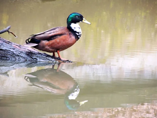 Mallard Male Anas Platyrhynchos Early Spring — Stock Photo, Image