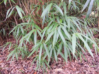 Kalın bambu çalılıkları, Bambusa