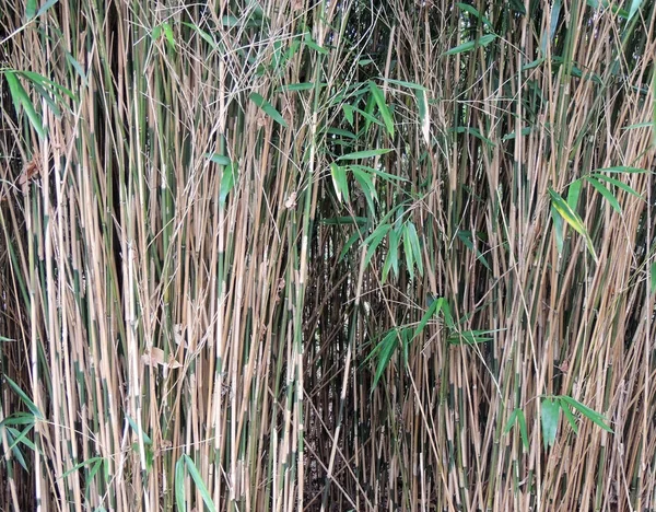 Thick Bamboo Thickets Bambusa — Stock Photo, Image