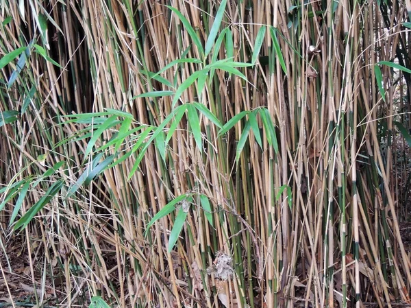 Gruesos Matorrales Bambú Bambusa —  Fotos de Stock