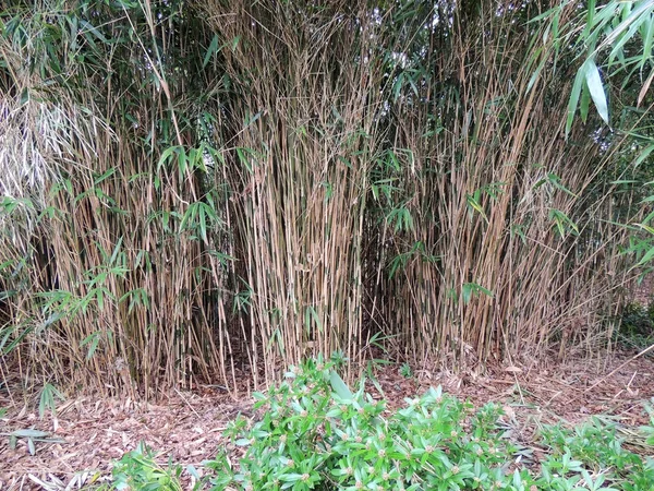 Thick Bamboo Thickets Bambusa — Stock Photo, Image