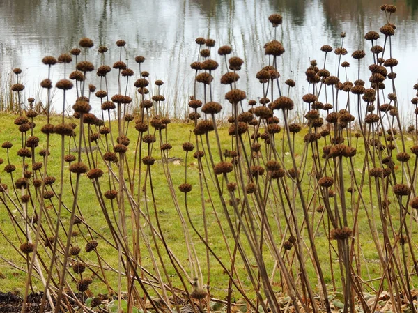 Leonotis Nepetifolia Brotos Secos Klip Dagga Castiçal Natal — Fotografia de Stock