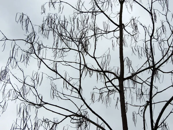 Árvore Catalpa Com Vagens Contra Céu — Fotografia de Stock