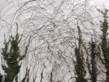 Ivy vuruyor, Hedera, beyaz duvara