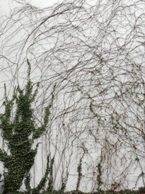 Ivy vuruyor, Hedera, beyaz duvara