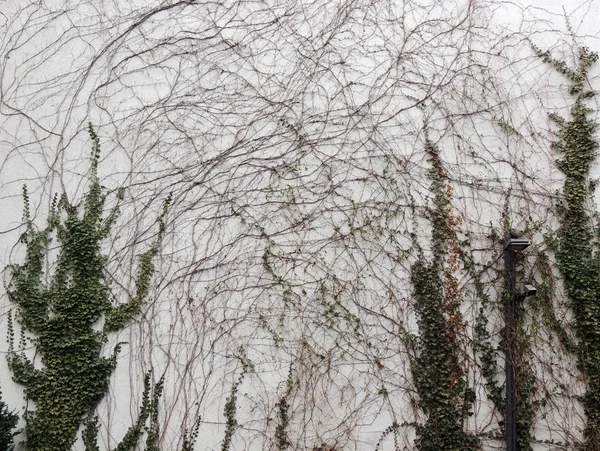 Hiedra Brota Hedera Pared Blanca — Foto de Stock