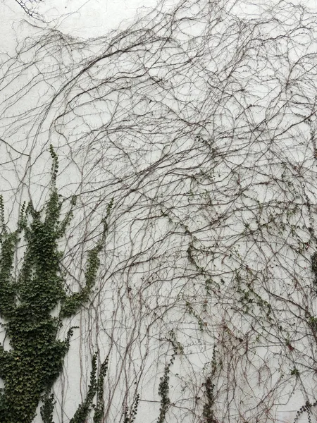 Ivy vuruyor, Hedera, beyaz duvara