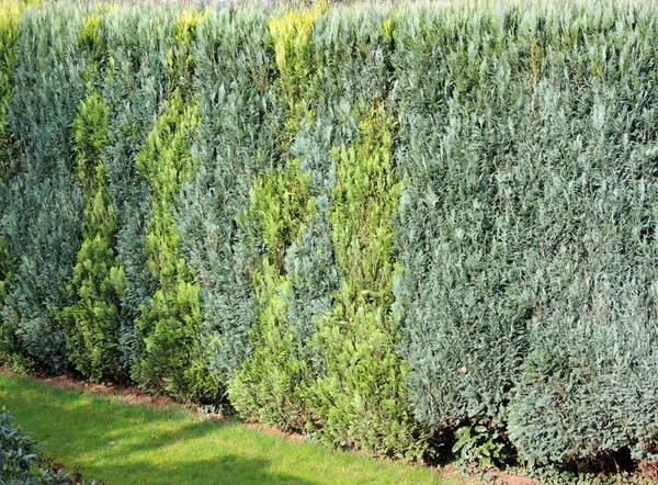 Hecke Aus Blauen Und Grünen Thuja Büschen — Stockfoto