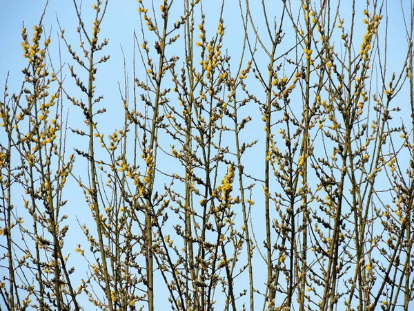 Saule Chèvre Fleurs Salix Caprea Contre Ciel — Photo