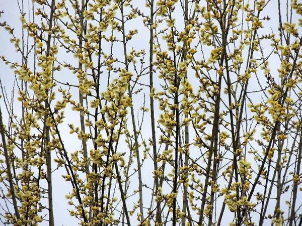 Sauce Cabra Flor Salix Caprea Contra Cielo —  Fotos de Stock