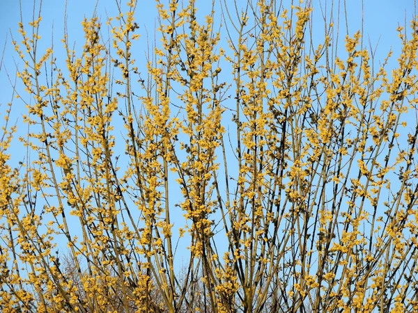 Saule Chèvre Fleurs Salix Caprea Contre Ciel — Photo