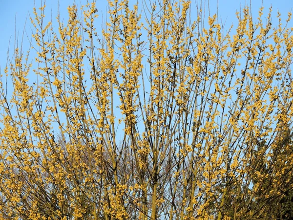 Salgueiro Cabra Salix Caprea Contra Céu — Fotografia de Stock