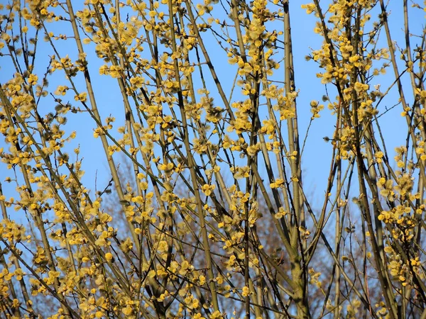 Saule Chèvre Fleurs Salix Caprea Contre Ciel — Photo