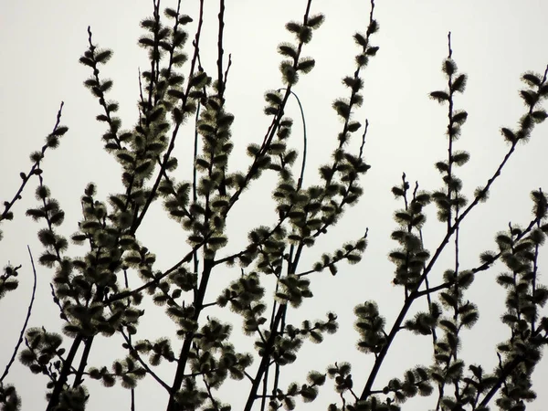 Sauce Cabra Flor Salix Caprea Contra Cielo —  Fotos de Stock