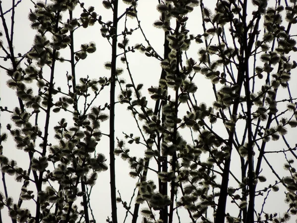 Blühende Ziegenweide Salix Caprea Gegen Den Himmel — Stockfoto