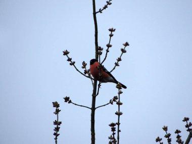 Bullfinch, Pyrrhula pyrrhula, bir ağaç dalı üzerinde