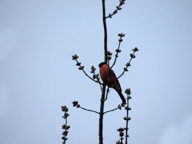 Bullfinch, Pyrrhula pyrrhula, bir ağaç dalı üzerinde