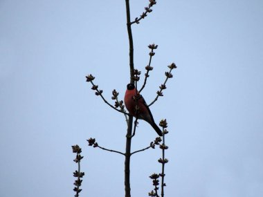 Bullfinch, Pyrrhula pyrrhula, bir ağaç dalı üzerinde