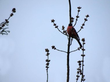 Bullfinch, Pyrrhula pyrrhula, bir ağaç dalı üzerinde