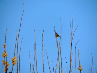 Mavi mey, Siyanürler caeruleus, bir keçi söğüt dalı üzerinde