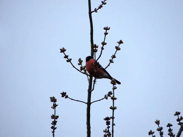 Bullfinch Pyrrhula Pyrrhula Galho Árvore — Fotografia de Stock