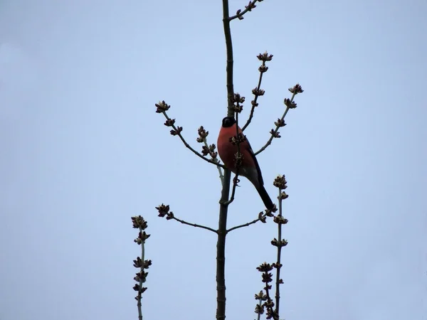 Bullfinch Pyrrhula Pyrrhula Galho Árvore — Fotografia de Stock