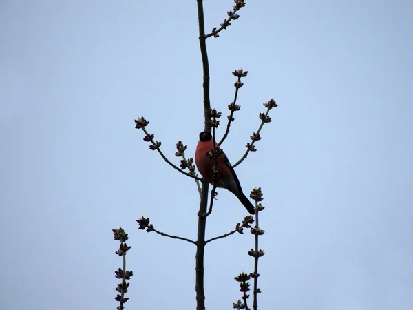 Bullfinch Pyrrhula Pyrhula Una Rama Árbol —  Fotos de Stock