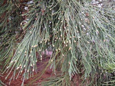 Giant sequoiadendron, sequoiadendron giganteum, needles clipart
